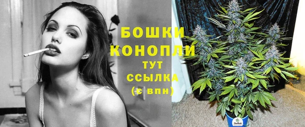 прущие грибы Абаза